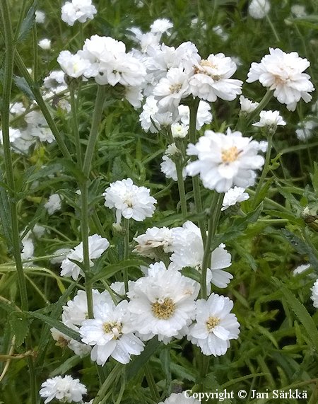 Achillea ptarmica Double Diamond koreakrsm